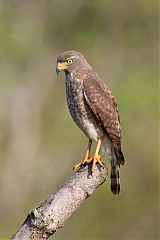 Roadside Hawk